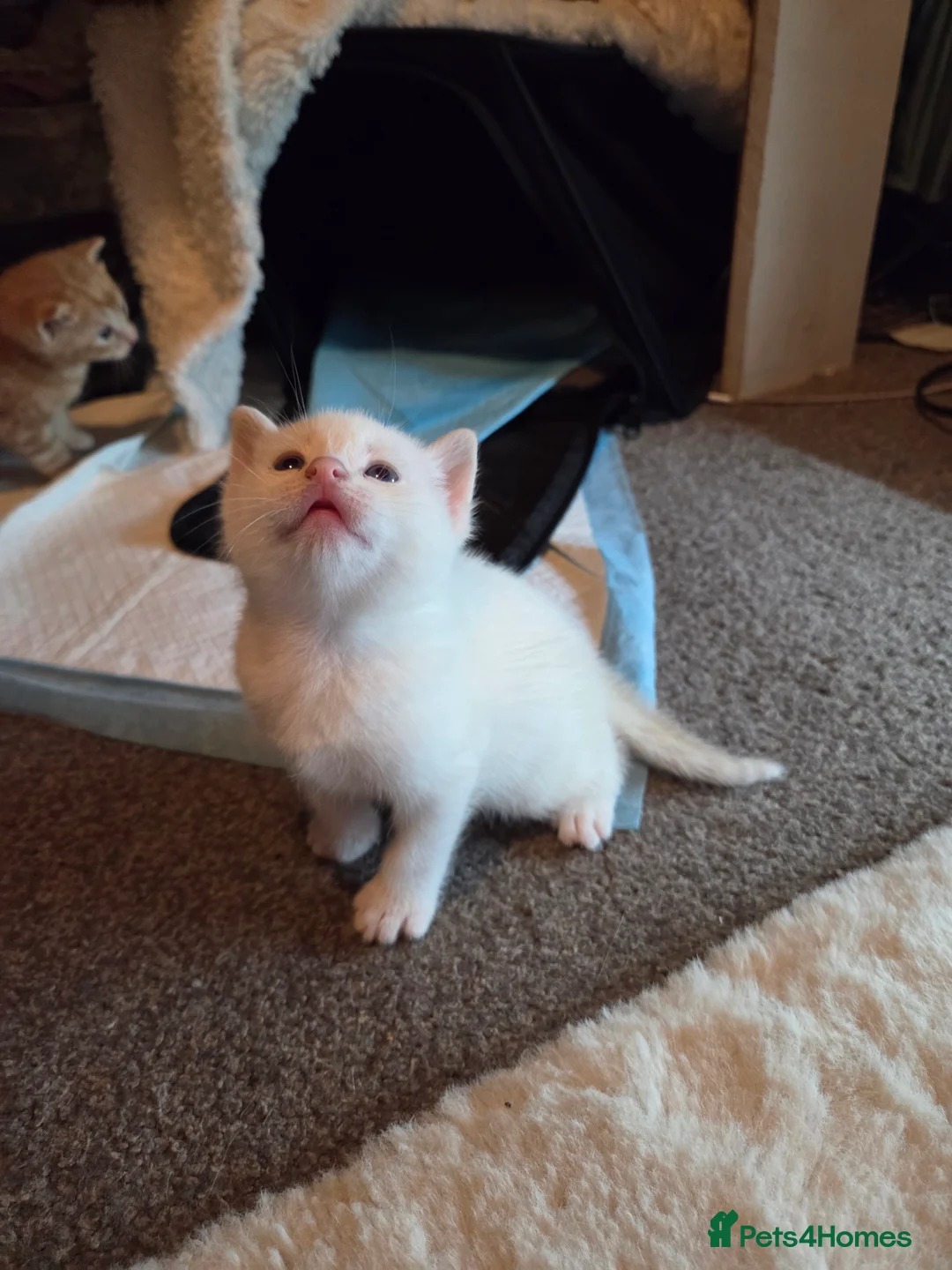 Mixed Breed cats for sale: Half British blue  - Advert 10