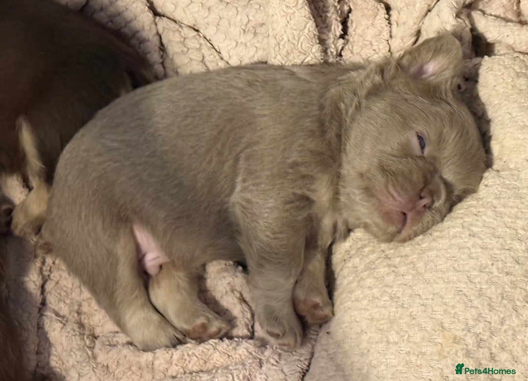 French Bulldog dogs for sale:  fluffy frenchies - Advert 9