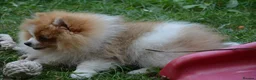 Pomeranian dogs for sale: PACO - Beautiful Pomeranian Boy - Advert 6