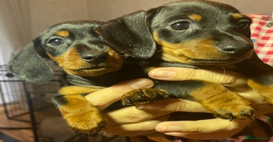 Dachshund dogs - Advert 6