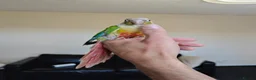 Conures birds for sale: female - Advert 5