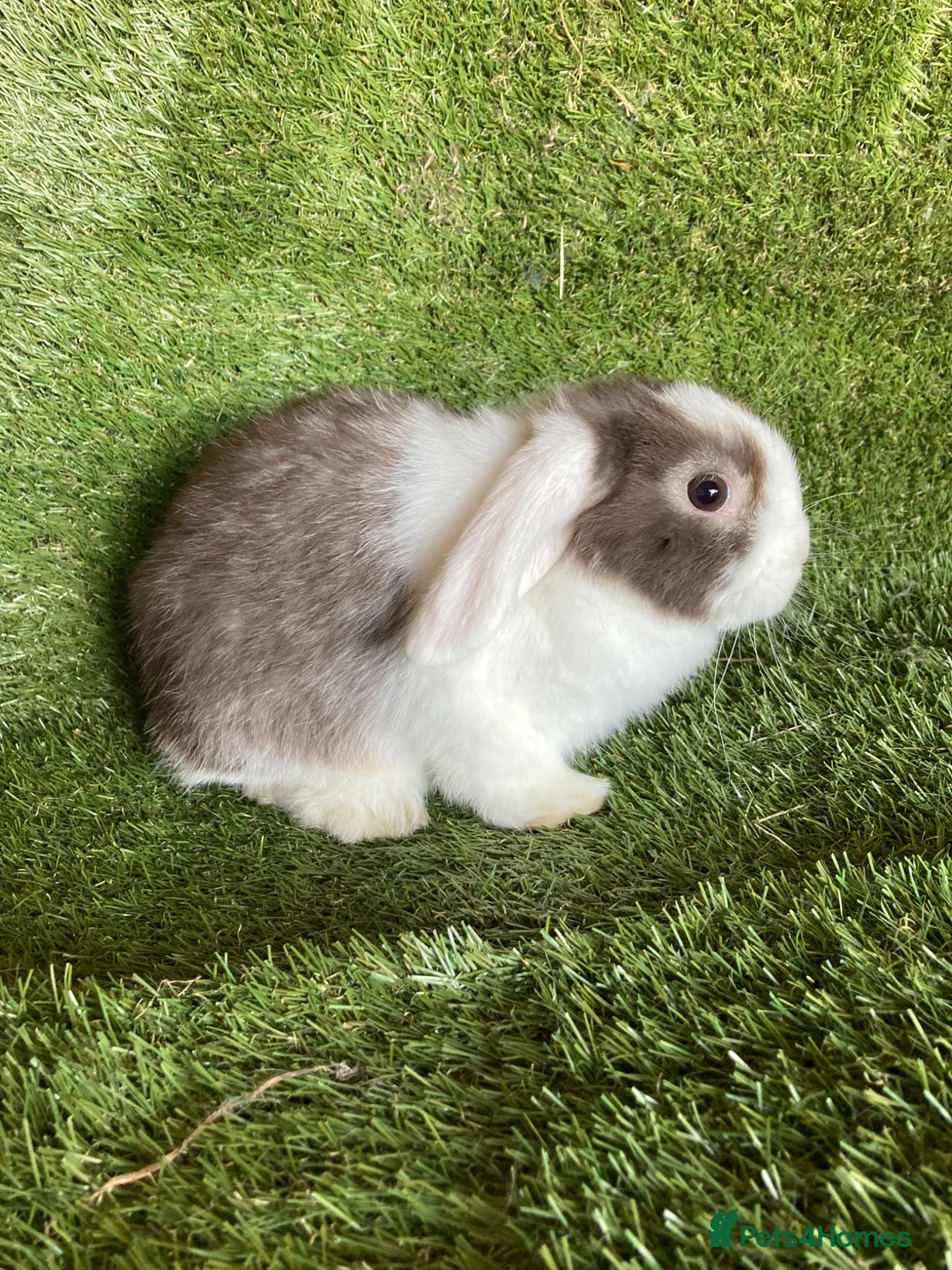 Mini Lop rabbits for sale: Purebred mini lops  - Advert 9