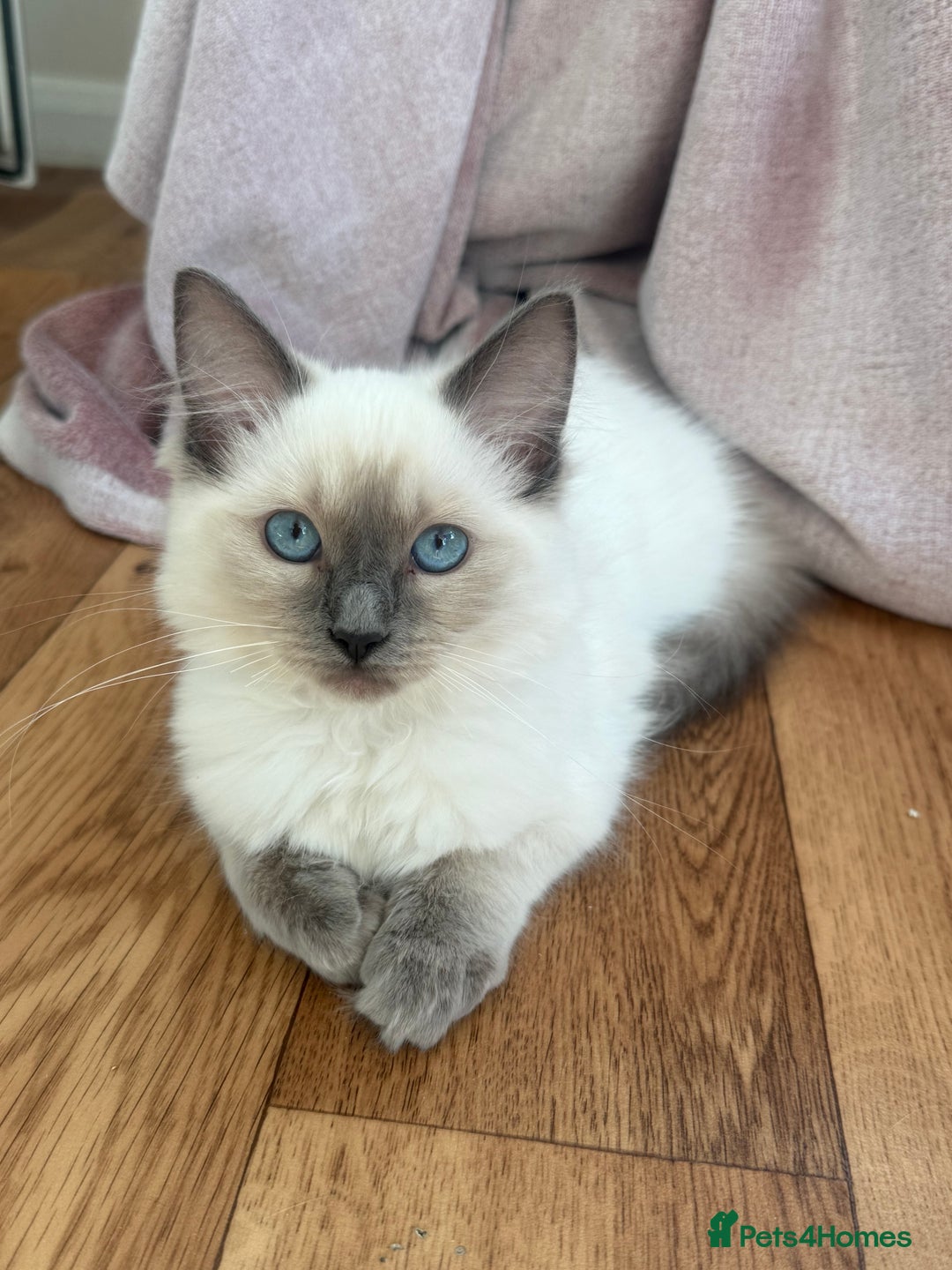 Ragdoll cats for sale: Ready now!🥇 GCCF Champ blood RAGDOLLS kittens🥇🥇 in Wakefield - Image 1