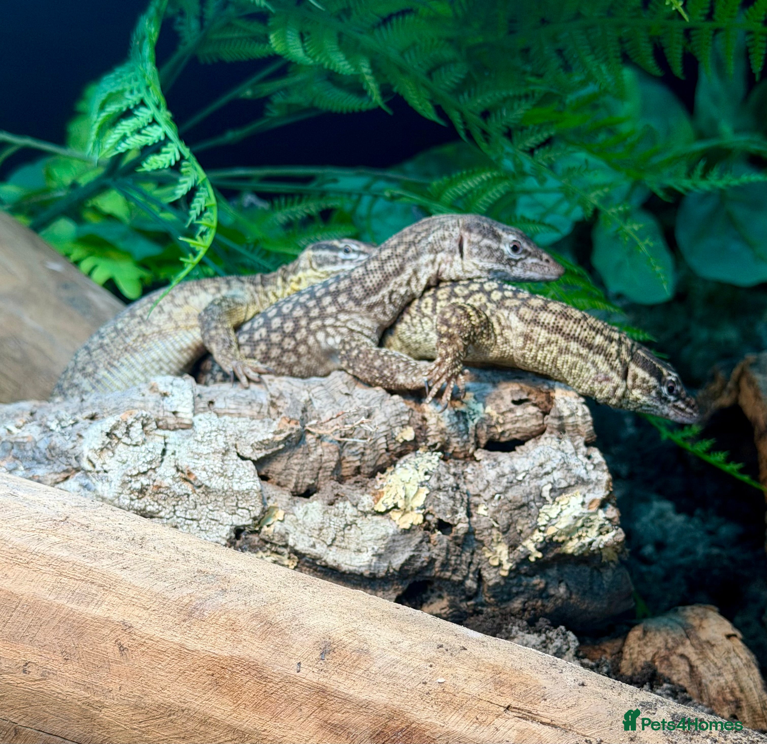 Monitor reptiles 1:2 Ackie Monitors  - Advert 1