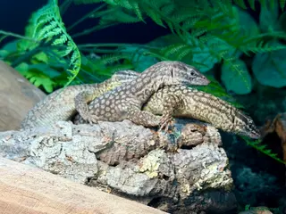 Monitor reptiles 1:2 Ackie Monitors - Advert 1