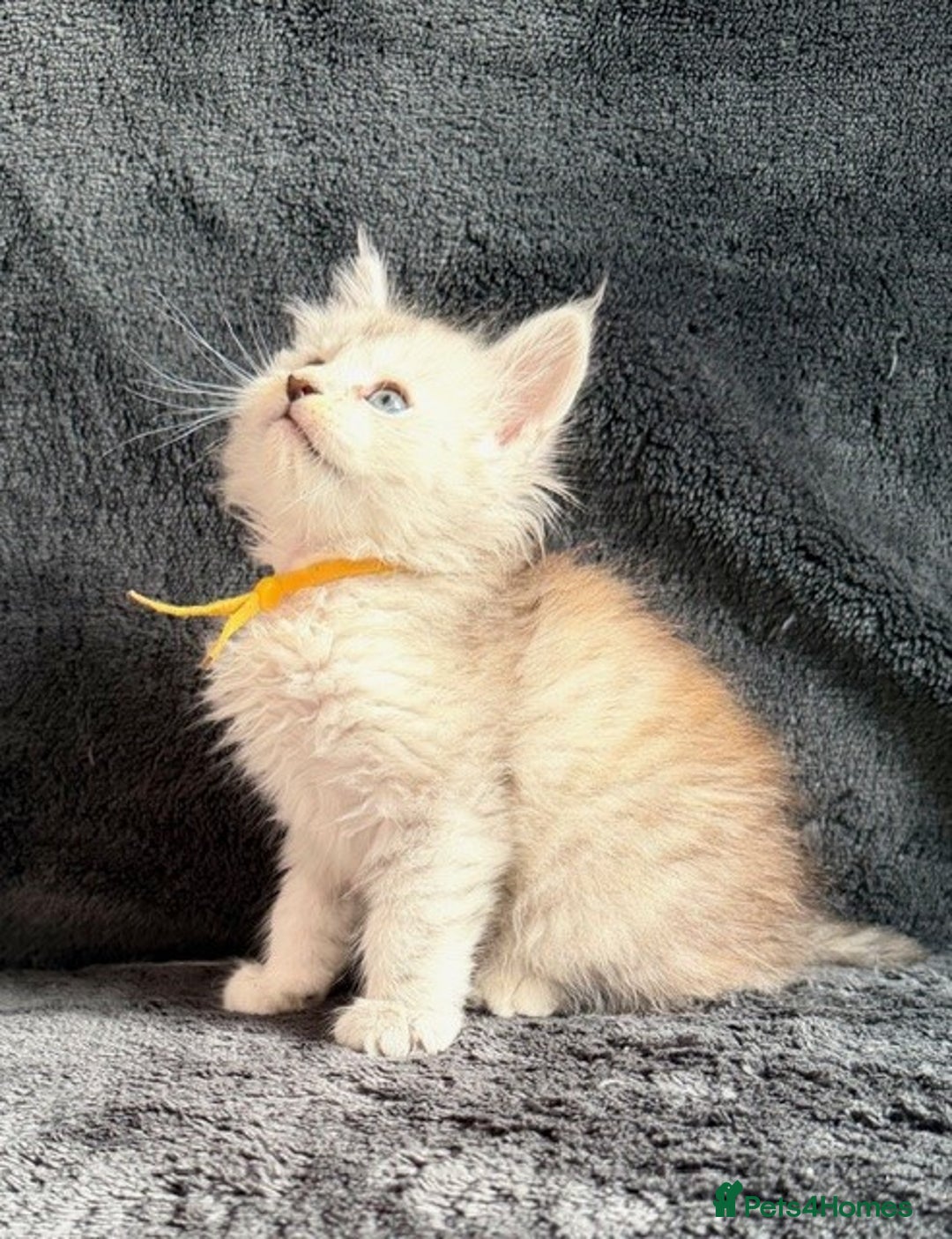 Maine Coon cats for sale: 🐾 TICA-Registered Maine Coon Kittens🐾 - Advert 20