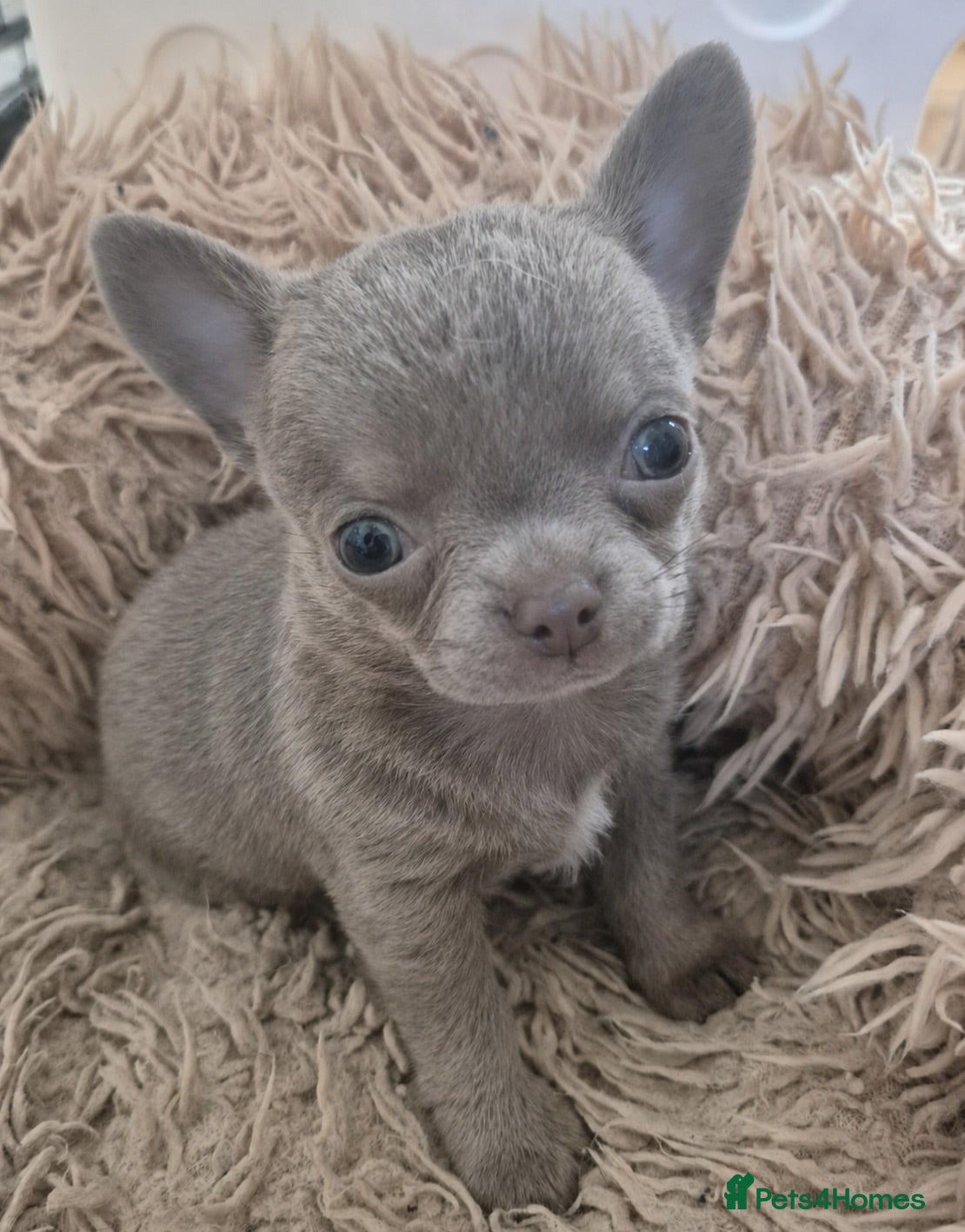 Chihuahua dogs 💜KC Reg Lilac Chihuahua Boy 💜 - Advert 3