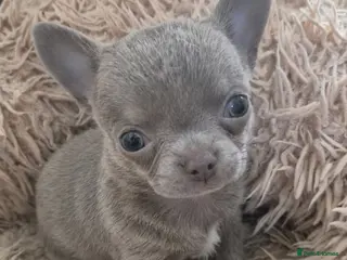 Chihuahua dogs 💜KC Reg Lilac Chihuahua Boy 💜 - Advert 3