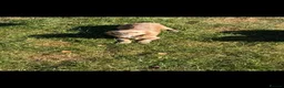 Chihuahua dogs for sale: KC long haired chihuahua puppies - Advert 4