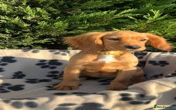 Cocker Spaniel dogs for sale: Four beautiful girl cocker spaniel  - Image 12