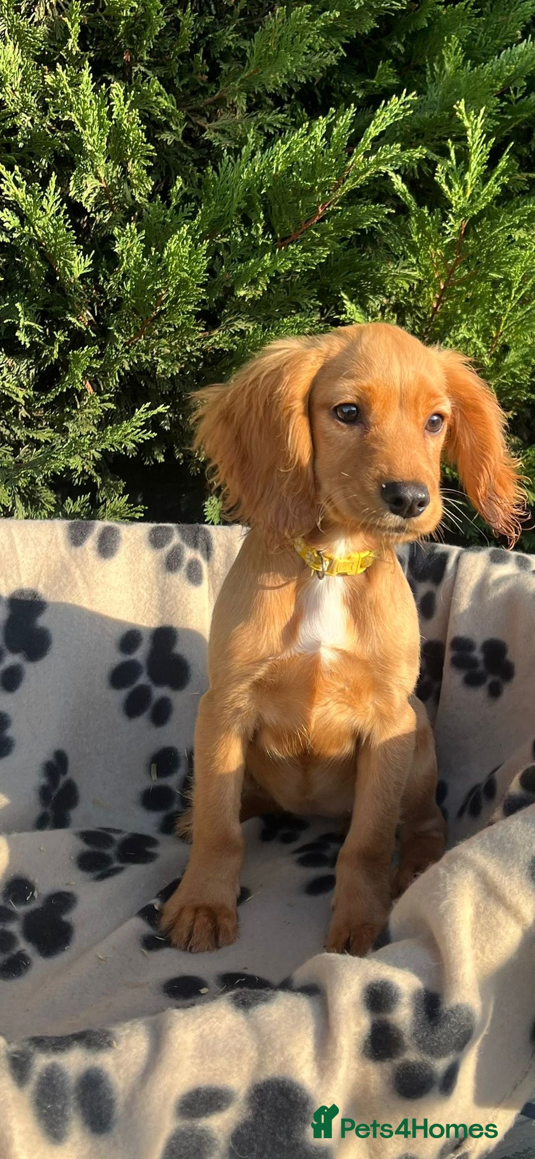 Cocker Spaniel dogs for sale: Four beautiful girl cocker spaniel  - Image 12