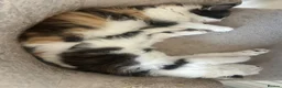Mixed Breed cats for sale: *ONLY ONE LEFT* Happy, friendly litter of Kittens - Advert 13