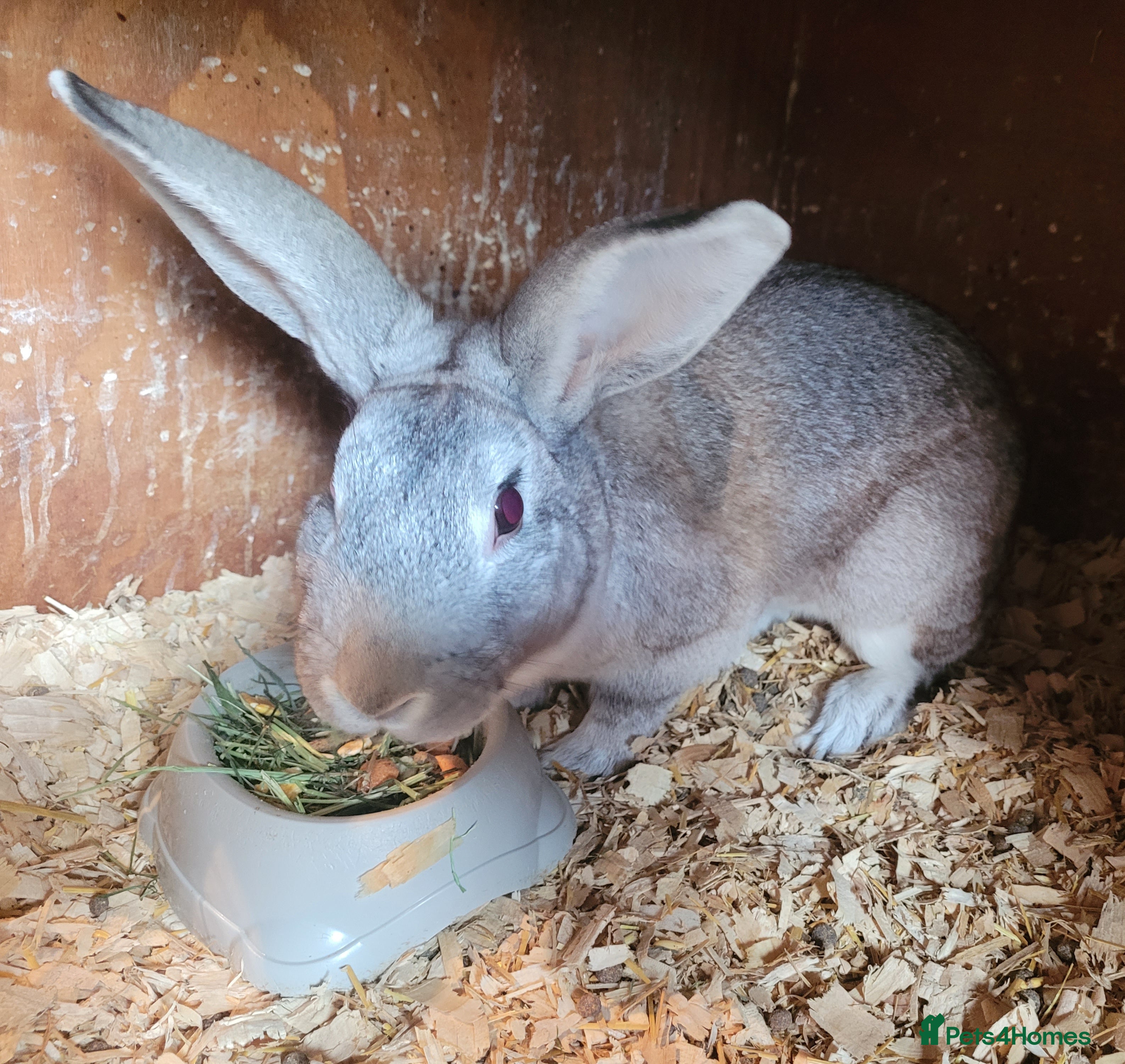 Belgian Hares rabbits 'Buddy' Chinchilla Belgian Hare buck - Advert 7