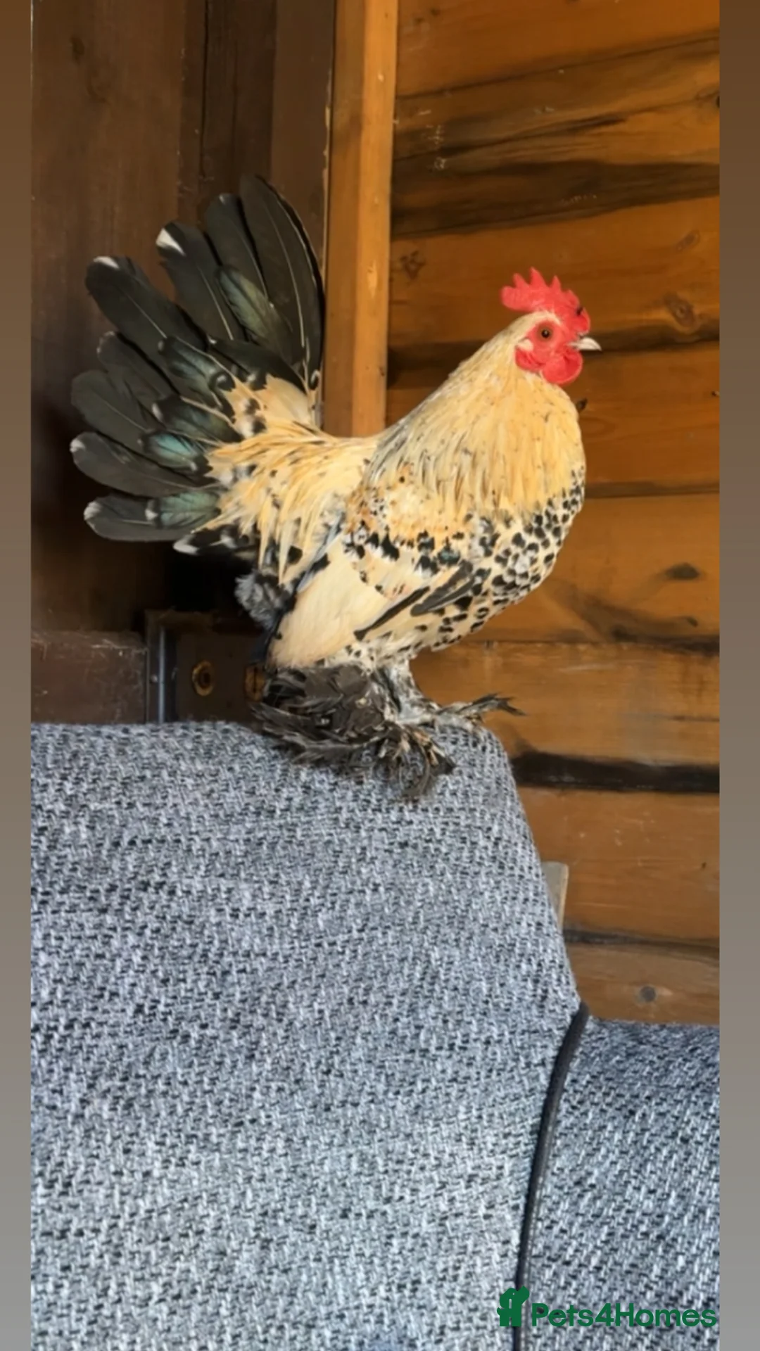 Chickens poultry for sale: Lemon millefleur sablepoot cockerel  - Advert 1