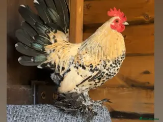 Chickens poultry Lemon millefleur sablepoot cockerel - Advert 3