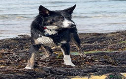 Border Collie dogs for stud: Archie  - Image 4
