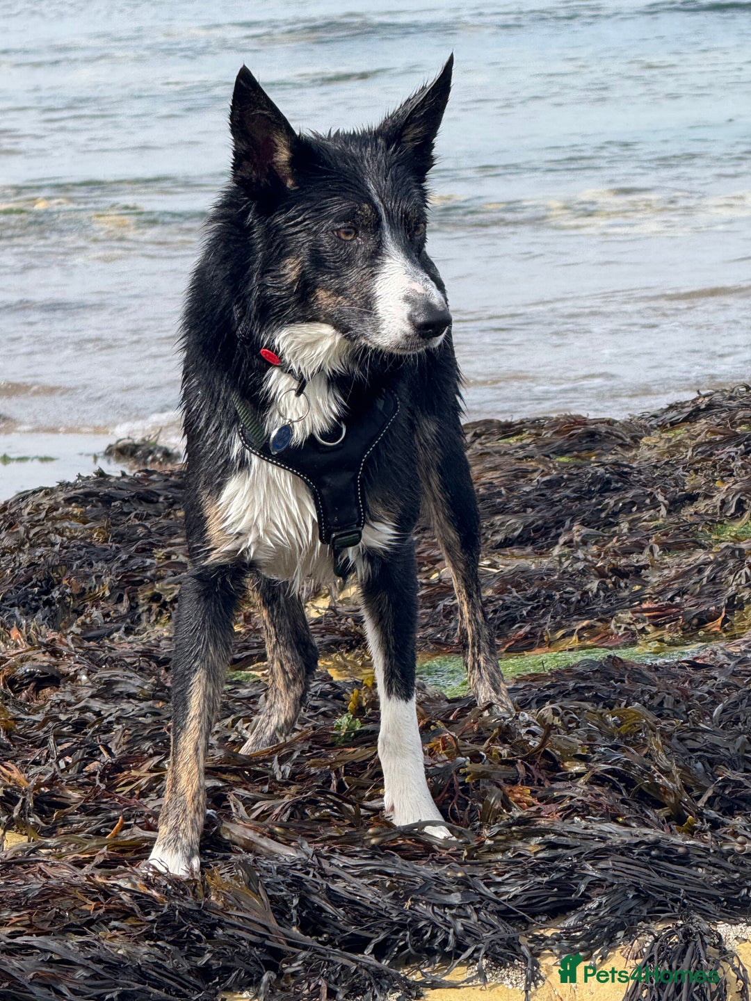 Border Collie dogs for stud: Archie  - Image 4