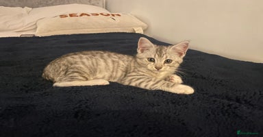 Mixed Breed cats - Advert 10