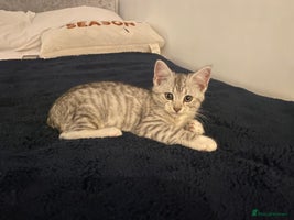 Mixed Breed cats - Advert 8
