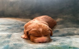 Mixed Breed dogs for sale: Australian Labradoodle puppies - Image 5