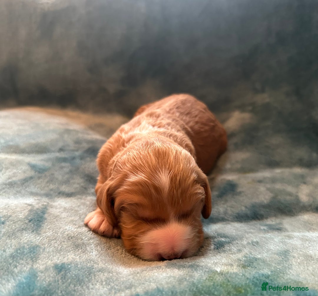Mixed Breed dogs for sale: Australian Labradoodle puppies - Image 5