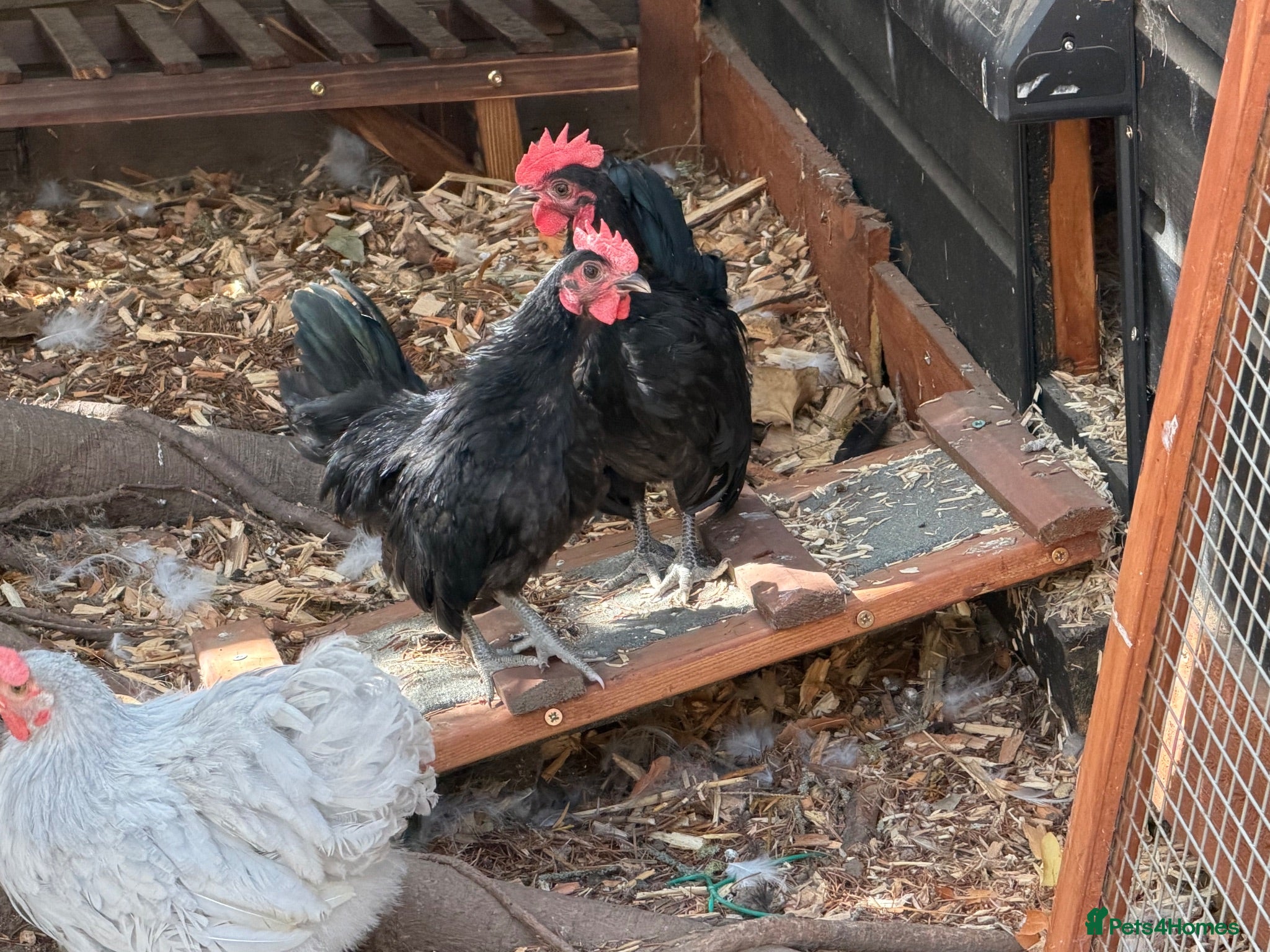 Chickens poultry Serama cockerel  - Advert 1
