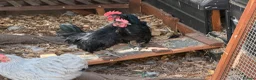 Chickens poultry for sale: Serama cockerel  in Harlow - Advert 1