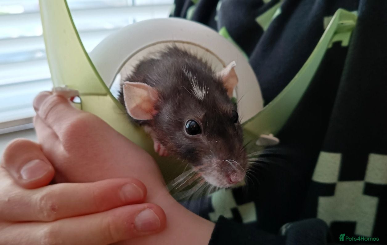 Rat rodents 3 female rats plus cages for sale - Advert 2
