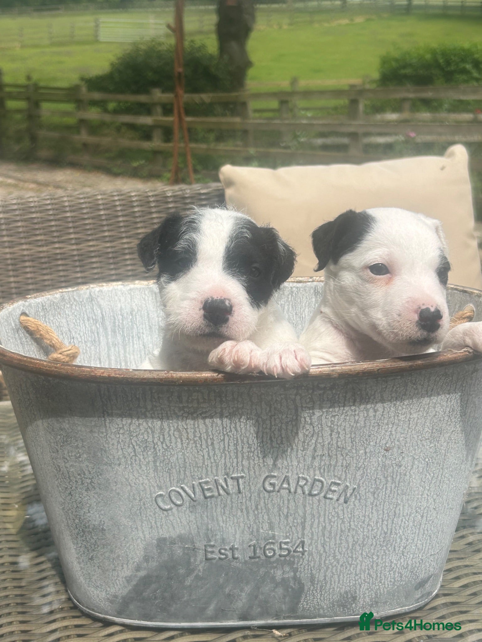 Parson Russell dogs Parson Russell Terrier Pups - Advert 8