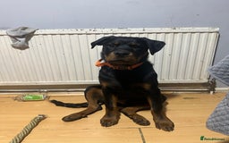 Rottweiler dogs for sale: 1 boy 5 months Rottweiler pup - Image 5
