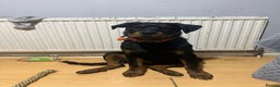 Rottweiler dogs for sale: 1 boy 5 months Rottweiler pup - Advert 5