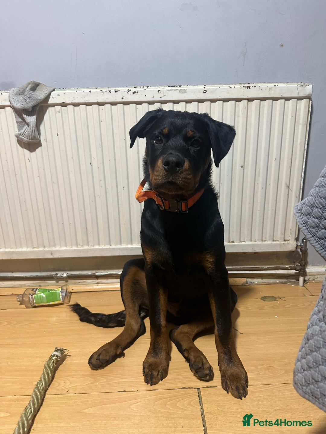 Rottweiler dogs for sale: 1 boy 5 months Rottweiler pup - Image 5