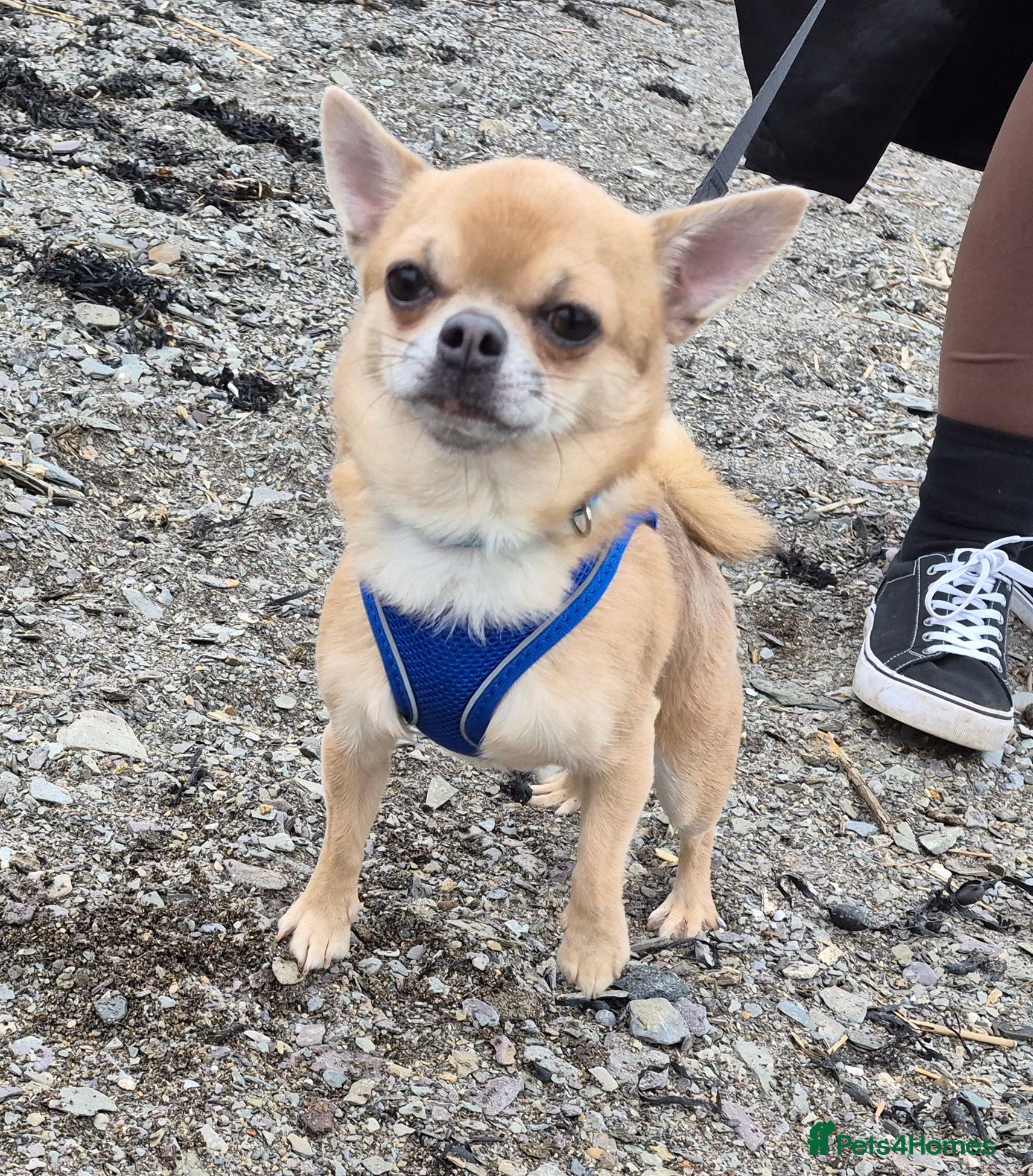Chihuahua dogs Male chihuahua 3 years old  - Advert 13