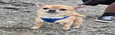 Bruno