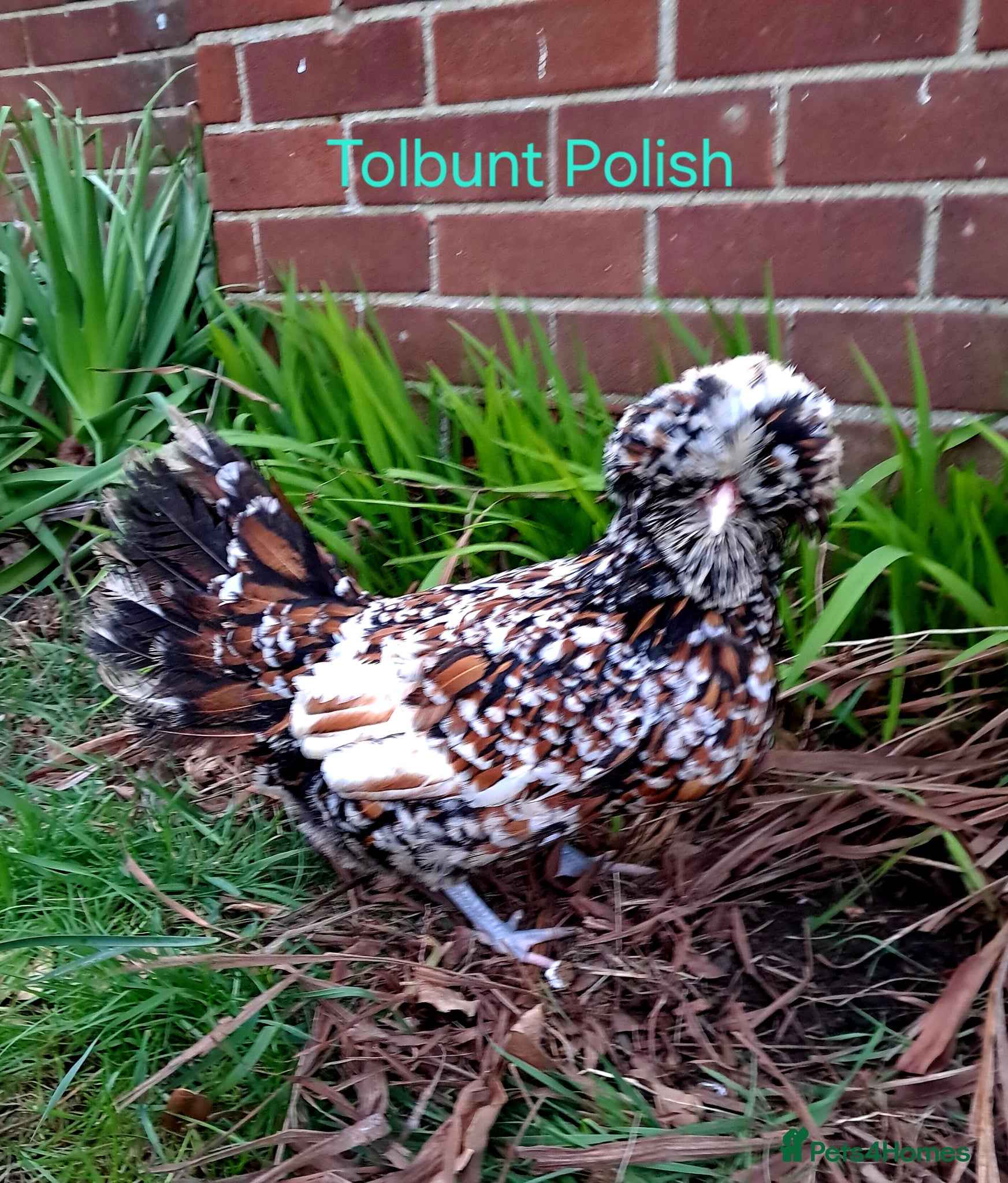 Chickens poultry Various Pure breed chicks/eggs + turkeys - Advert 15