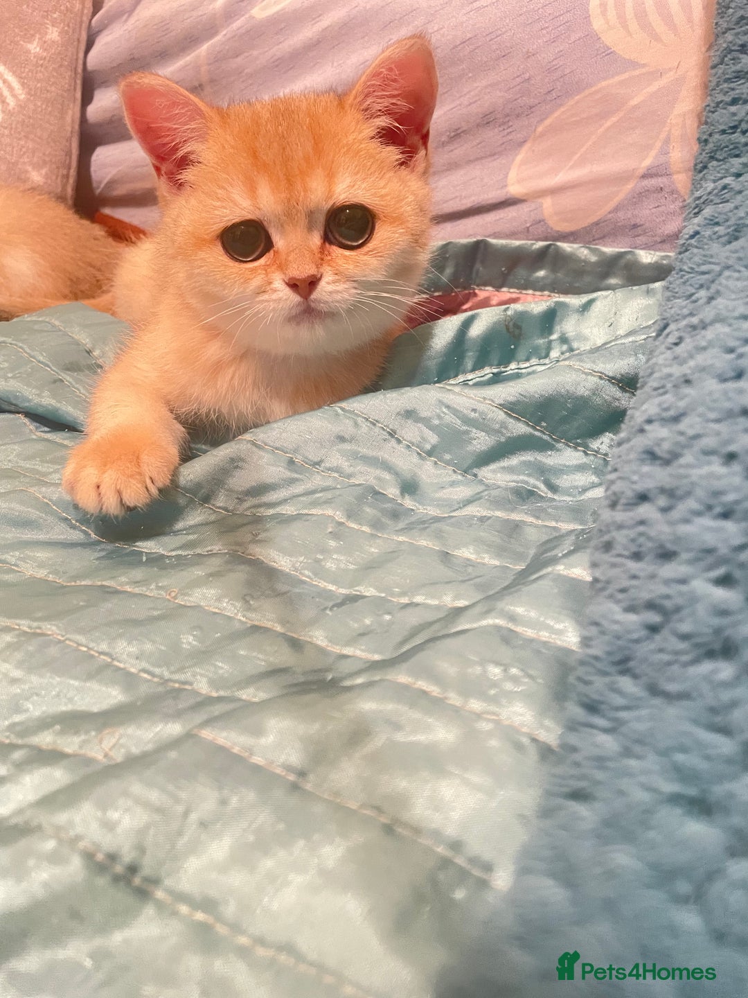 British Shorthair cats for sale: Pure breed British shorthair blue &  golden kitten - Image 8