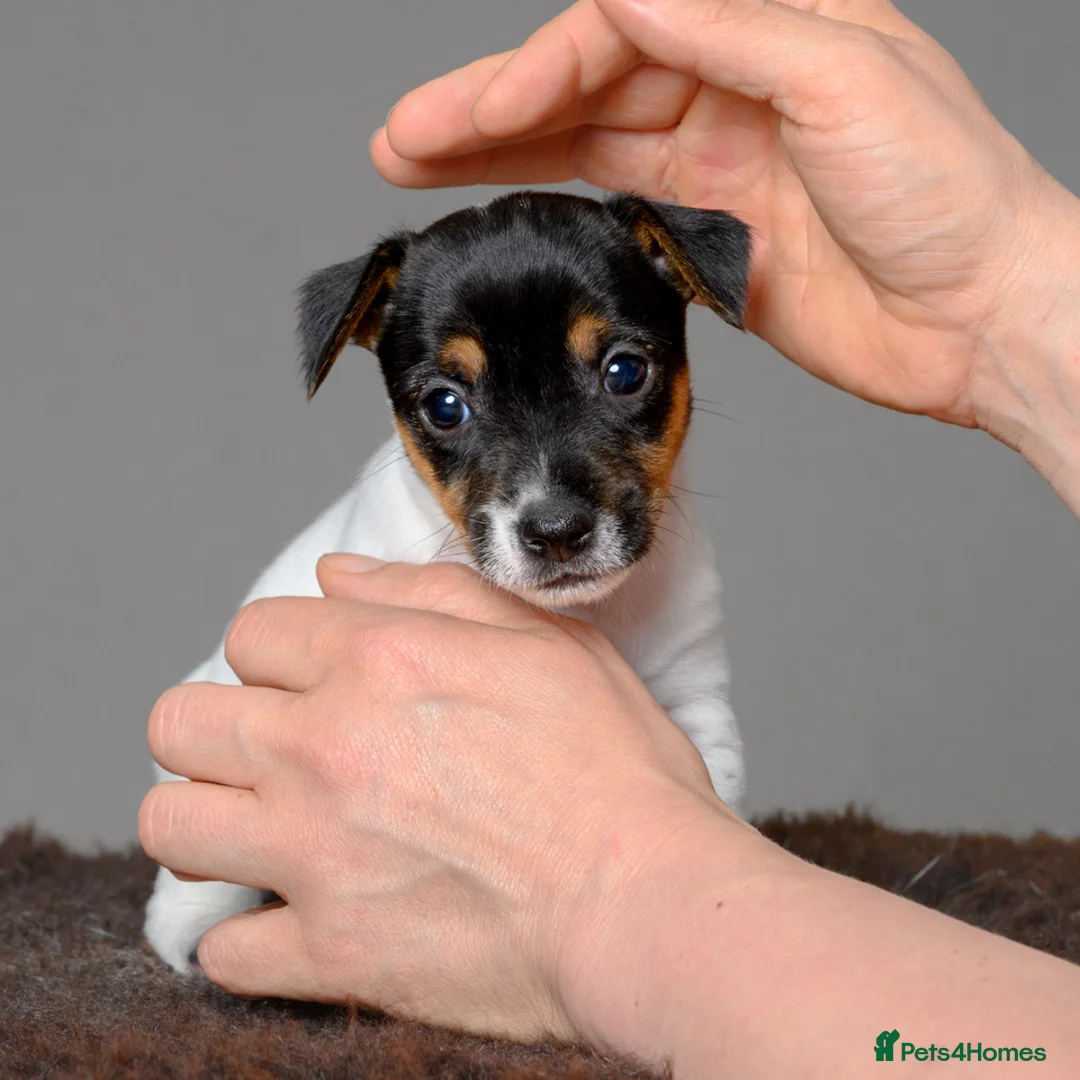 Jack Russell dogs for sale: 1 Female Jack Russell Puppy - Advert 1