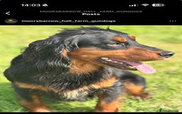 Sprocker dogs for sale: Beautiful Sprocker puppies  - Image 17