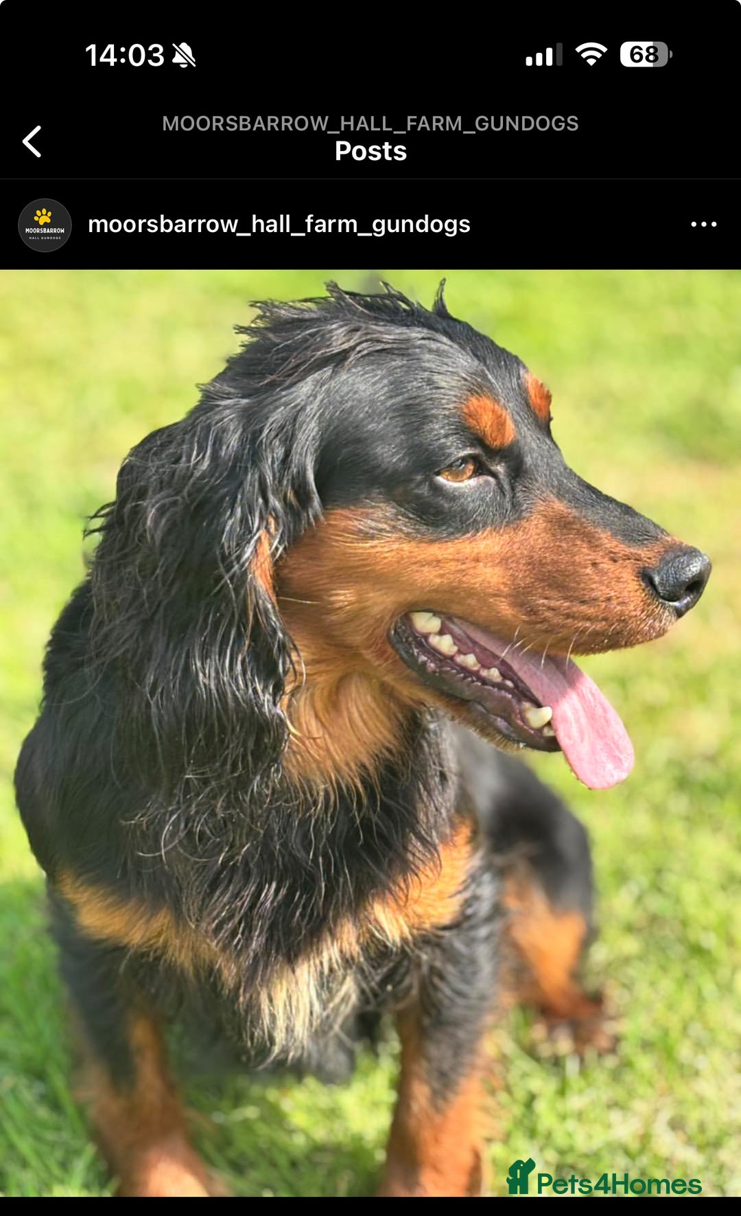 Sprocker dogs for sale: Beautiful Sprocker puppies  - Image 17