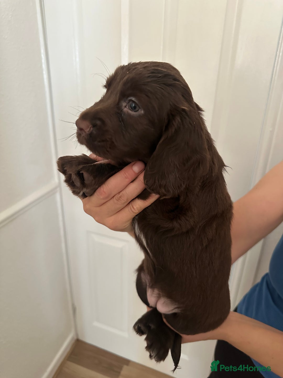 Cocker Spaniel dogs for sale: Show-Type Cocker Spaniels - Image 9