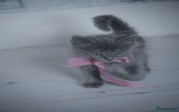 Mixed Breed cats for sale: Ragdoll x kittens for sale - Image 2