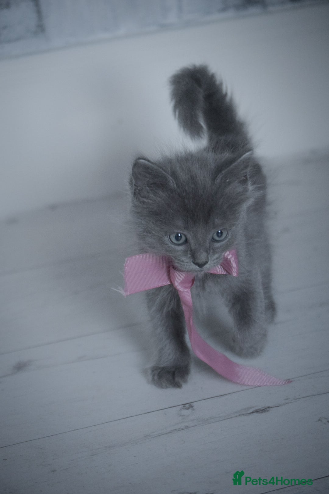 Mixed Breed cats for sale: Ragdoll x kittens for sale - Image 2