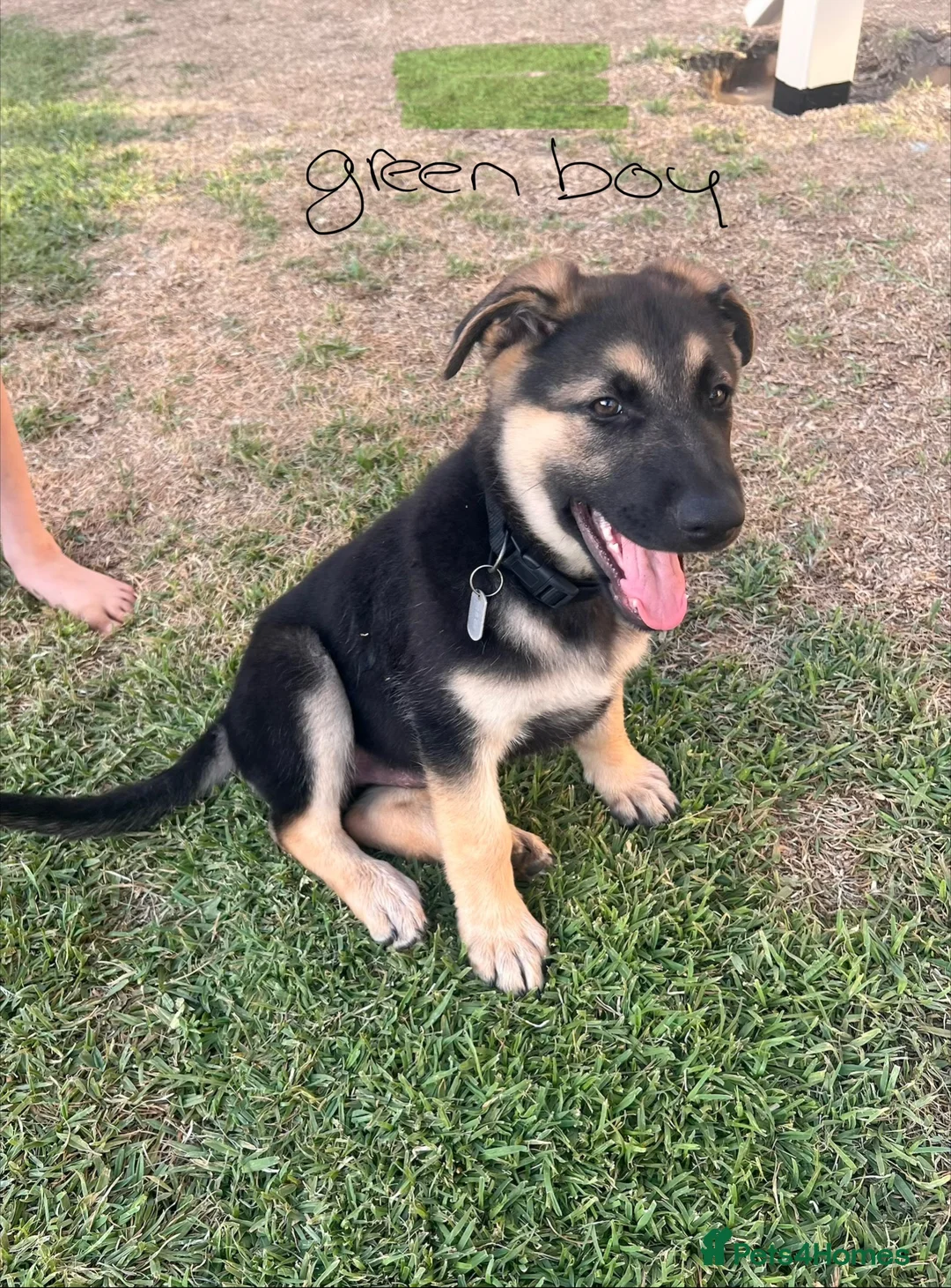German Shepherd dogs for sale: 100% Healthy Pure Breed  German Shepherd Puppies  - Advert 5