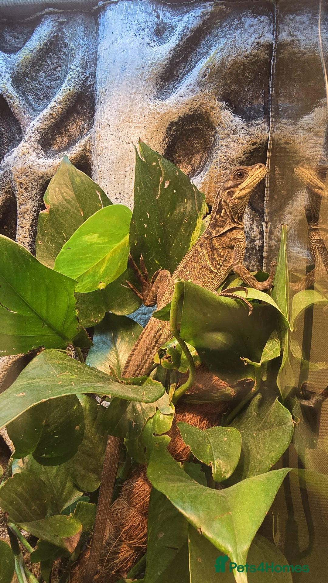 Dragon reptiles for sale: Beautiful Sailfin Dragon  - Advert 4