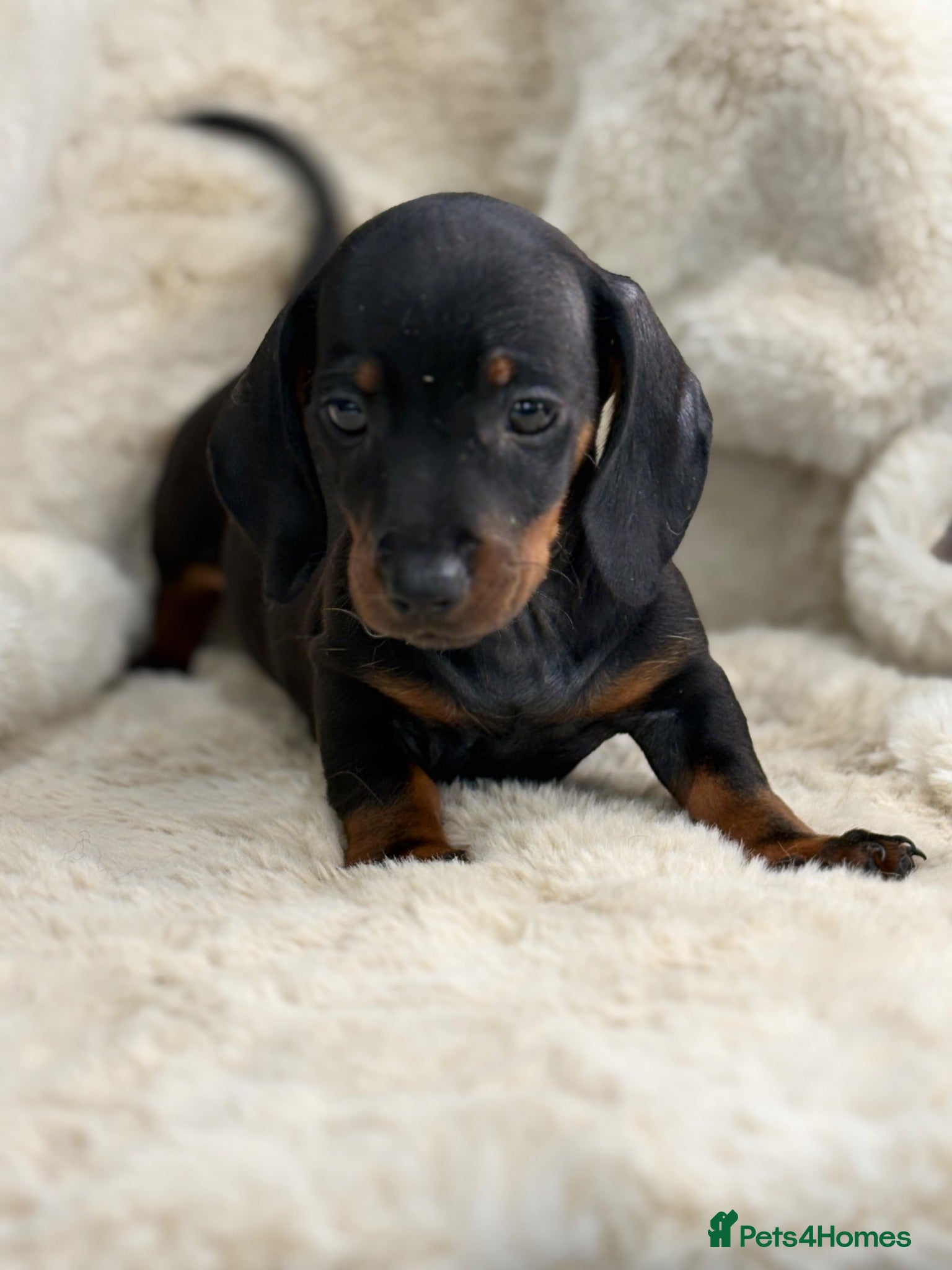 Miniature Dachshund dogs Stunning mini smooth dachshund puppies  - Advert 1