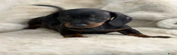 Miniature Dachshund dogs for sale: Stunning mini smooth dachshund puppies  - Advert 13