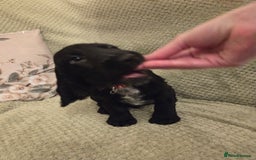 Cocker Spaniel dogs for sale: Last remaining male - Advert 5