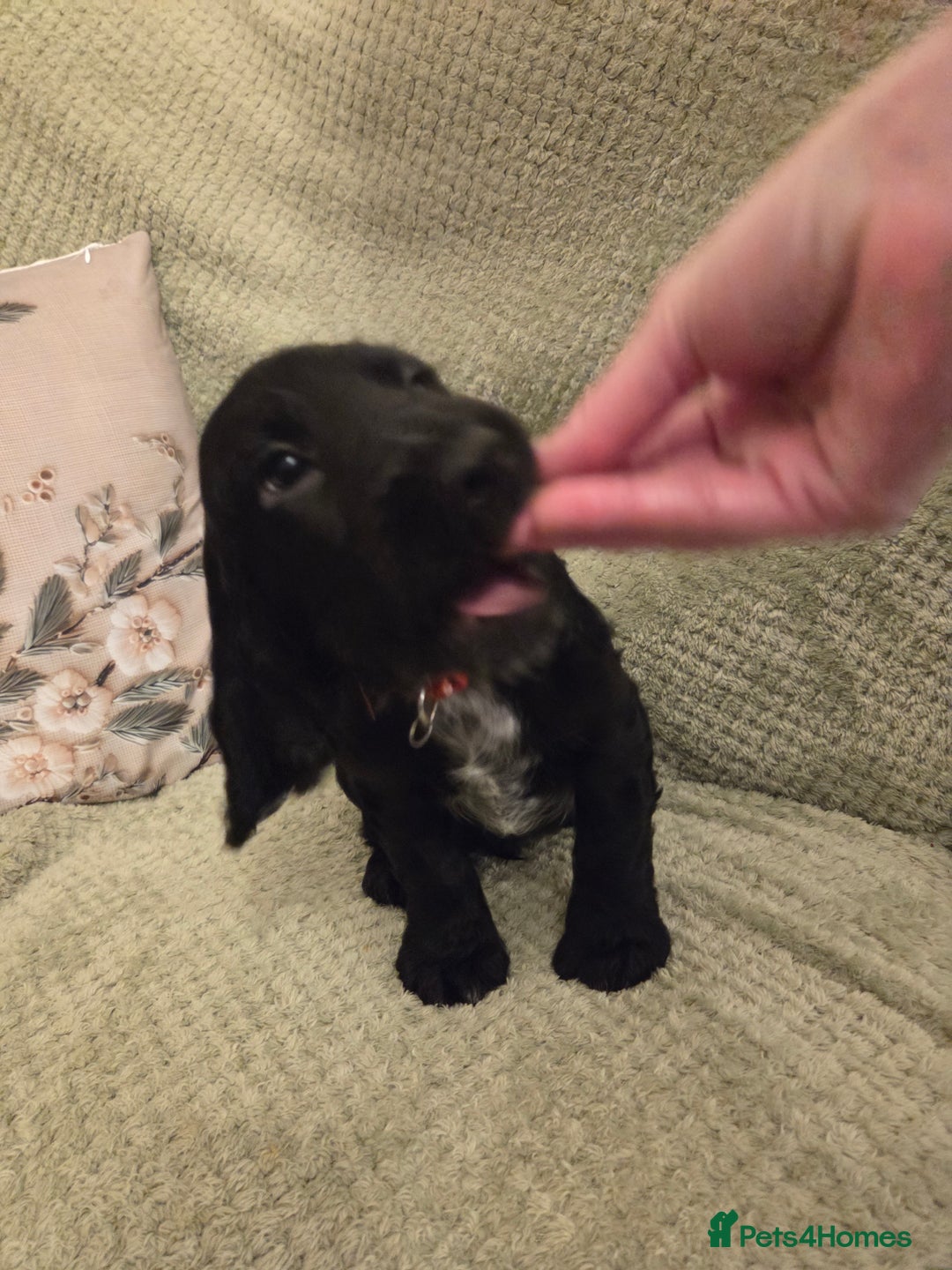 Cocker Spaniel dogs for sale: Last remaining male - Advert 5
