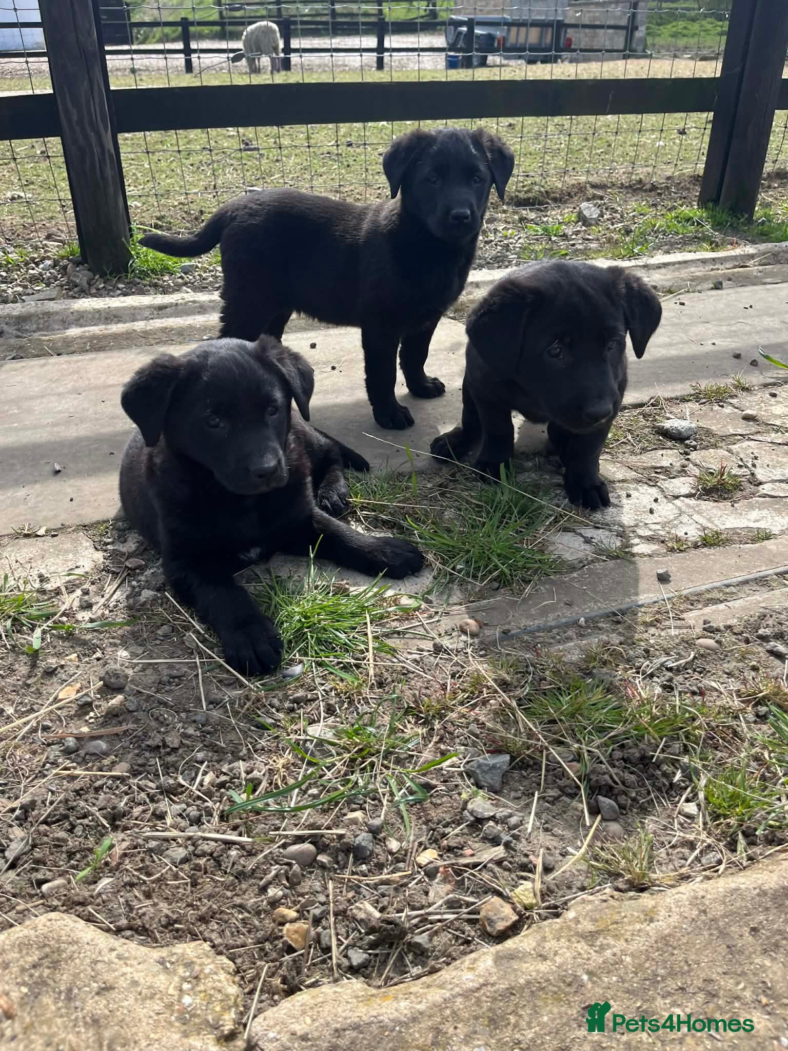 Sheprador dogs Gorgeous shepador puppies  - Advert 16