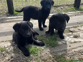 Sheprador dogs Gorgeous shepador puppies - Advert 14